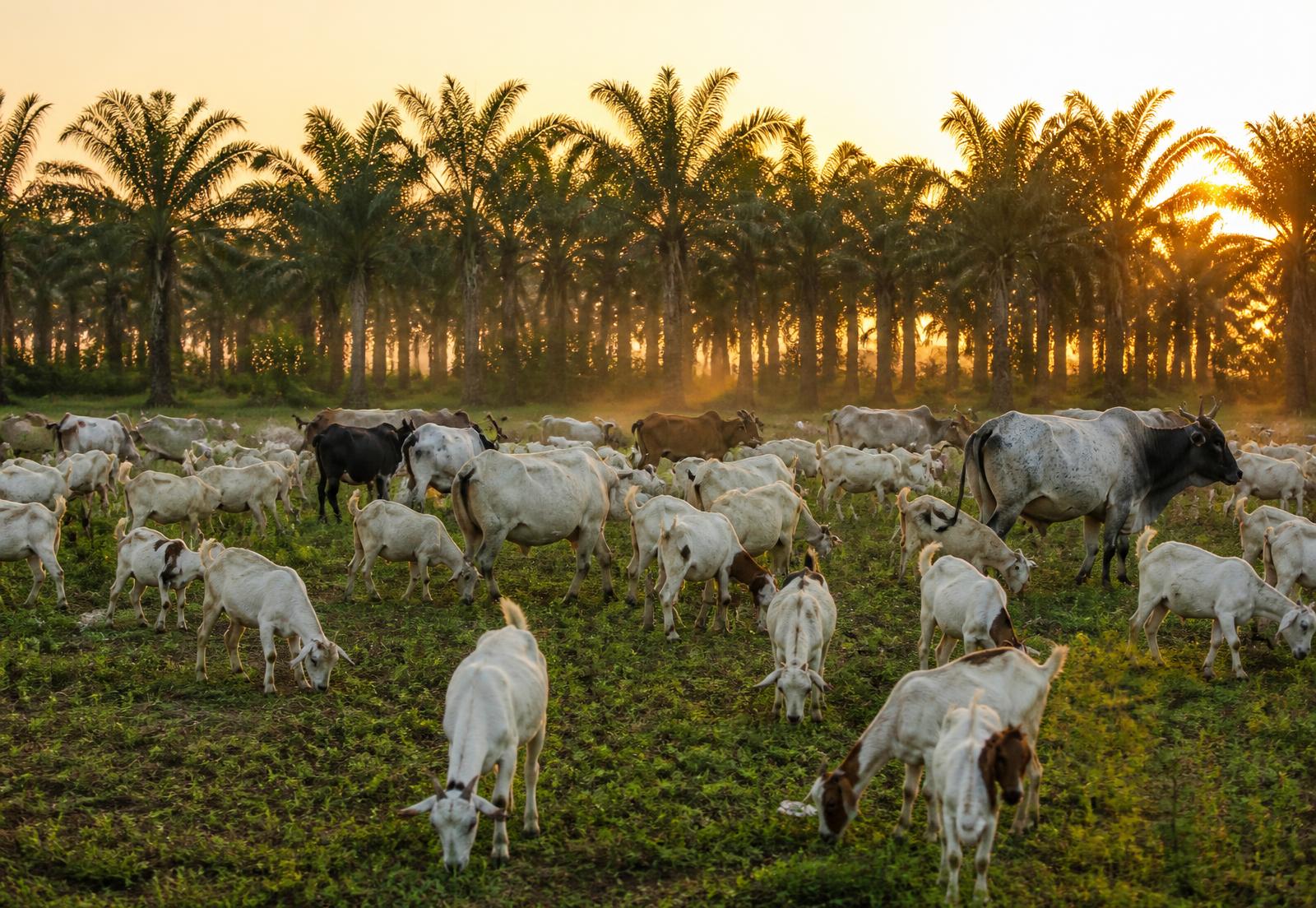Herd of goats and cattle grazing beside mature oil palm trees at golden hour in rural Nigeria